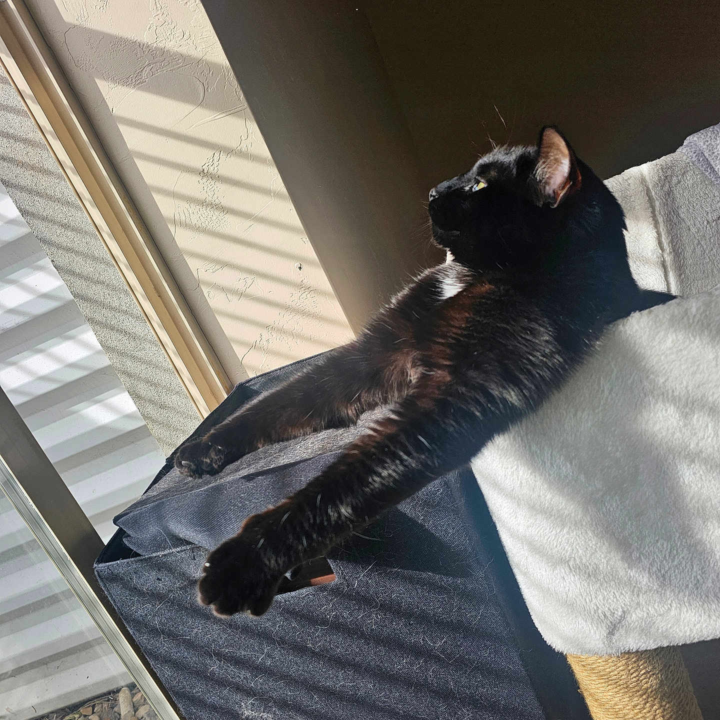 Binx joined the competition — help win amazing prizes! animal, armchair, baggage, bed, blackcat, blanket, cat, chair, couch, curtain, furniture, homedecor, indoors, manx, person, pet, sleeping, towel, window, windowshade