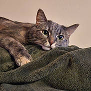 Sky joined the competition — help win amazing prizes! animal, blanket, calm, cat, close_up, cozy, cute, ears, feline, fur, gray_tabby, home, indoor, looking, pet, portrait, relaxed, resting, soft_texture, whiskers