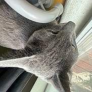 Butter joined the competition — help win amazing prizes! cat, gray_cat, window, curtain, indoor, pet, animal, ear, fur, whiskers, looking_out, side_profile, domestic_cat, curious, texture, wall, natural_light, quiet, household, closeup