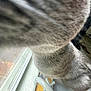 Butter is registered to the contest to win money with this photo: cat, gray_fur, window, indoor, furniture, toy, curious, closeup, blurry, pet, animal, domestic_cat, feline, furry, texture, sunlight, wood, plastic, surface, decor