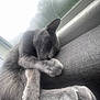 Butter is registered to the contest to win money with this photo: cat, gray_cat, sleeping, nap, feline, paw, window, foggy_window, couch, indoor, cozy, relaxation, pet, fur, closeup, quiet, rest, domestic_animal, soft_texture, peaceful