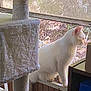Marshmallow is registered to the contest to win money with this photo: cat, white_cat, windowsill, cat_tree, indoor, wood_paneling, furniture, pet, animal, looking_outside, sunlight, daylight, quiet, domestic, feline, window_screen, curiosity, houseplant, cozy, home