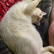 Marshmallow joined the competition — help win amazing prizes! cat, white_cat, fluffy, stretching, relaxed, indoor, couch, blanket, red_blanket, snowflake_pattern, pet, animal, feline, paw, fur, home, cozy, resting, person_arm, closeup