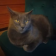 Bounty participe au concours pour gagner de l'argent avec cette photo : cat, gray_cat, pet, feline, indoor, chair, green_chair, yellow_eyes, relaxed, fur, animal, domestic_animal, wooden_furniture, cozy, resting, closeup, mammal, whiskers, ears, paw