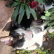 Poupy participe au concours pour gagner de l'argent avec cette photo : cat, animal, black_and_white, whiskers, greenery, plants, outdoor, sunlight, curious, nature, pet, feline, close_up, garden, leaf, flora, daylight, mammal, cute, relaxed