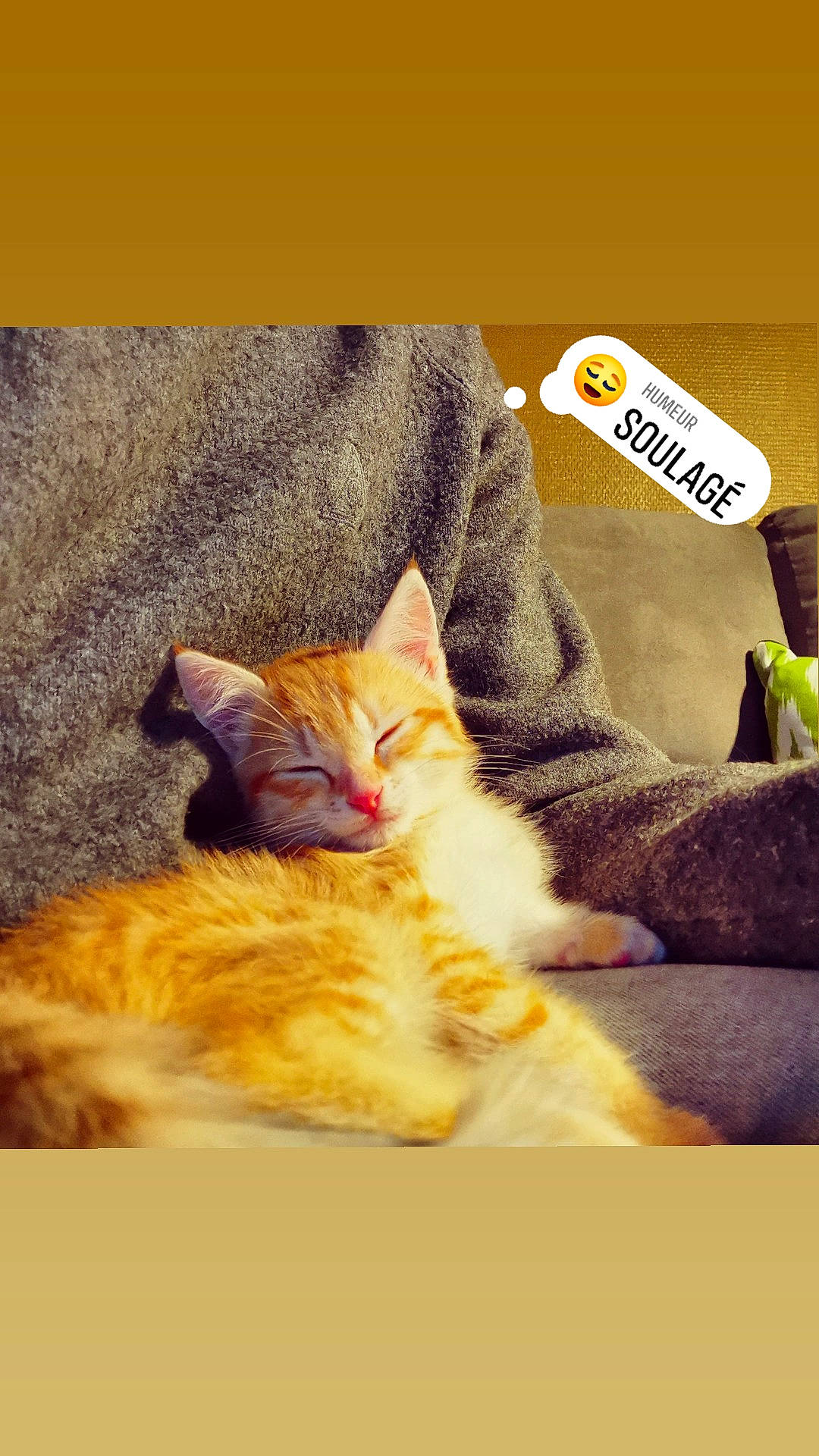 Molokaï participe au concours pour gagner de l'argent avec cette photo : bed, carnivore, cat, comfort, domestic_short_haired_cat, fawn, felidae, font, fur, linens, nap, paw, photo_caption, rectangle, small_to_medium_sized_cats, snout, tail, textile, whiskers, wood