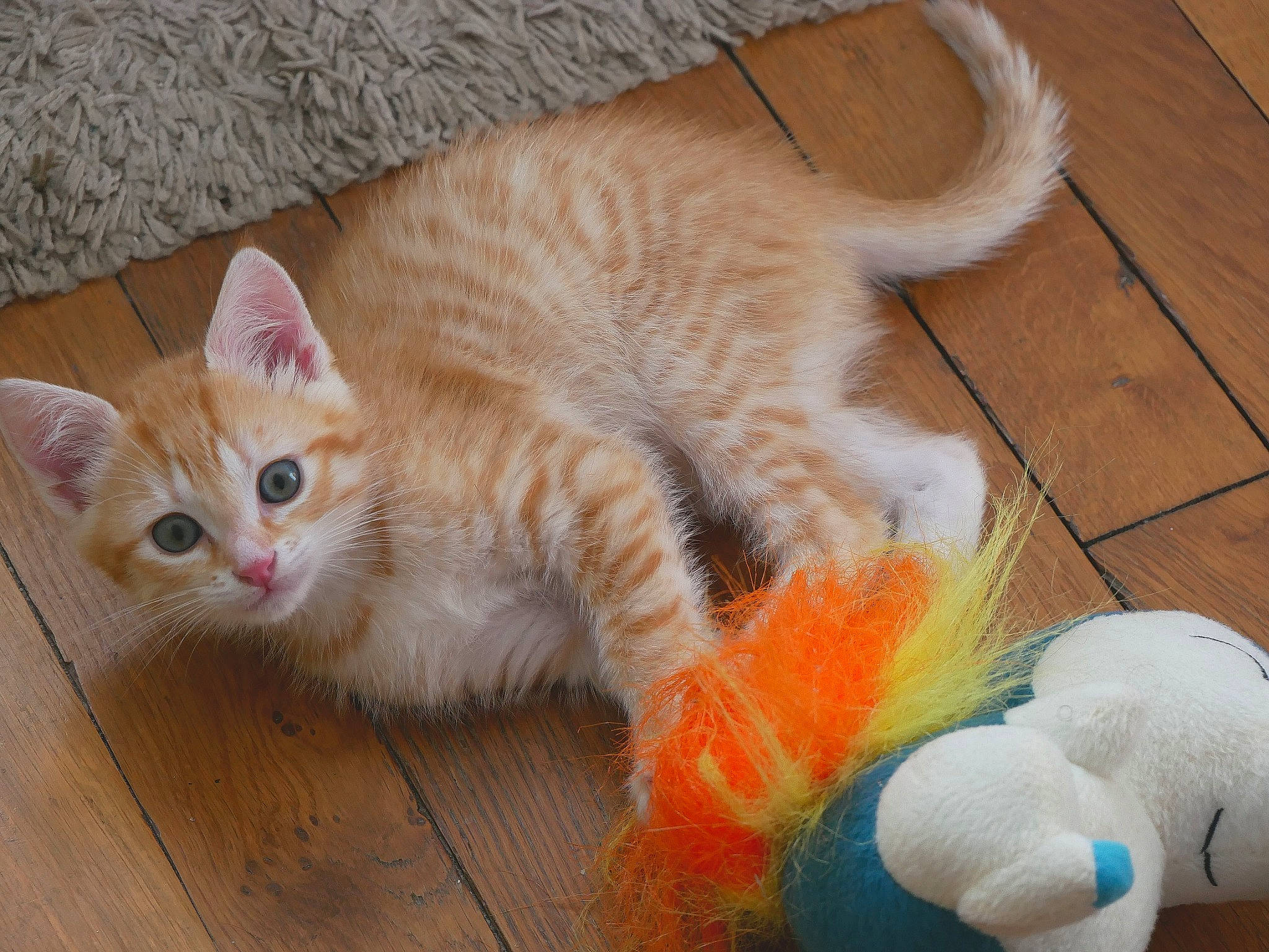 Molokaï a rejoint le concours — aidez-le/la à gagner de superbes lots ! carnivore, cat, comfort, domestic_short_haired_cat, fawn, felidae, floor, flooring, fur, hardwood, orange, paw, small_to_medium_sized_cats, stuffed_toy, tail, toy, vertebrate, whiskers, wood, wood_flooring