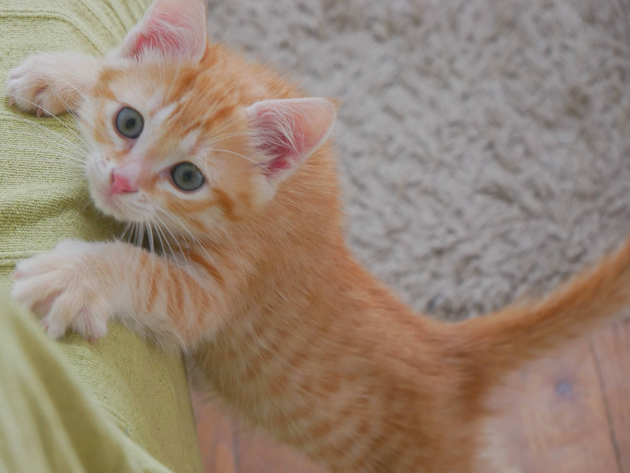 Molokaï a rejoint le concours — aidez-le/la à gagner de superbes lots ! carnivore, cat, claw, close_up, domestic_short_haired_cat, ear, fawn, felidae, fur, paw, small_to_medium_sized_cats, snout, tail, terrestrial_animal, whiskers