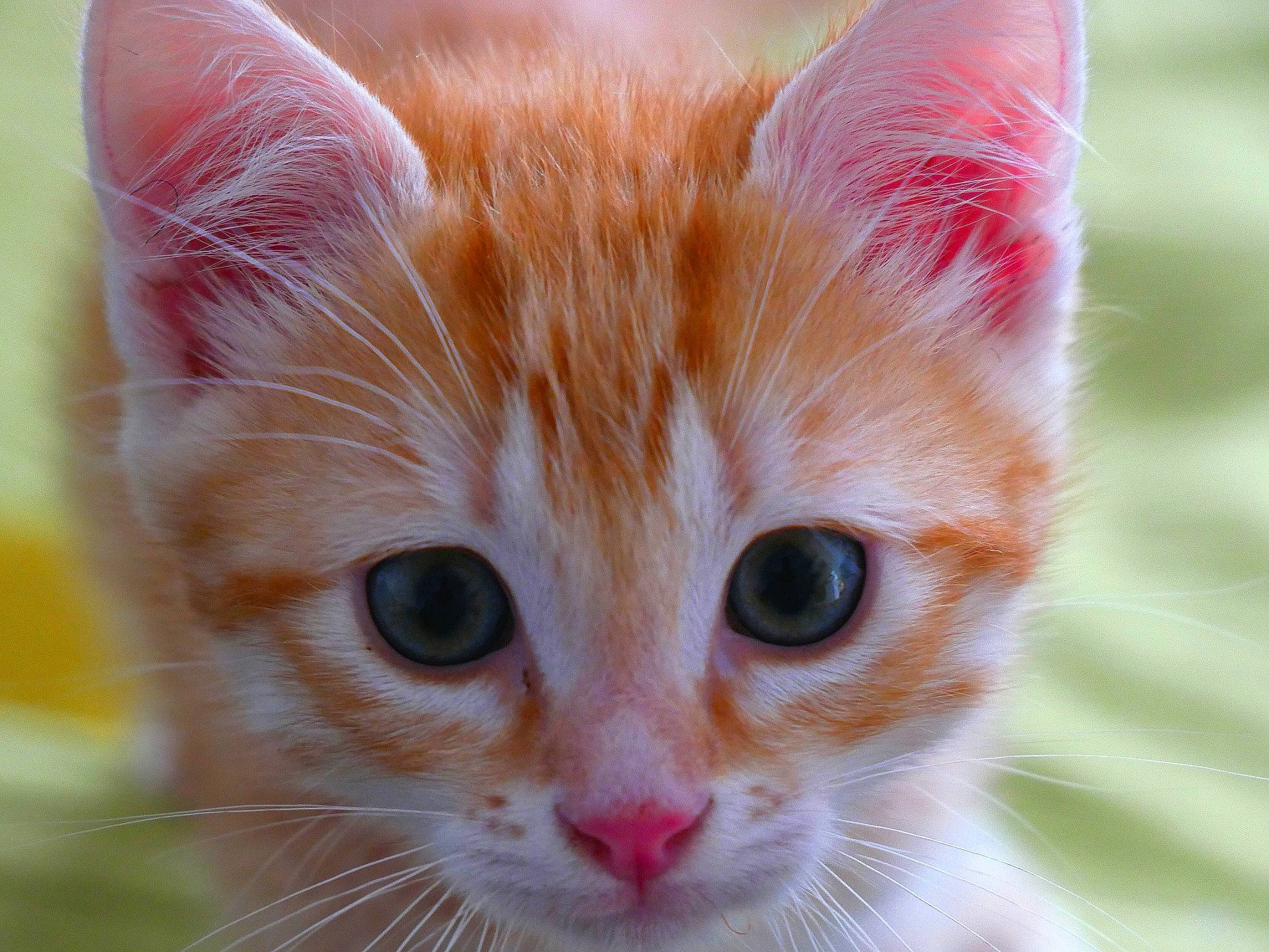 Molokaï a rejoint le concours — aidez-le/la à gagner de superbes lots ! art, carnivore, cat, close_up, collar, domestic_short_haired_cat, eye, fawn, felidae, fur, grass, hair, small_to_medium_sized_cats, tail, tree, whiskers, wildlife, window