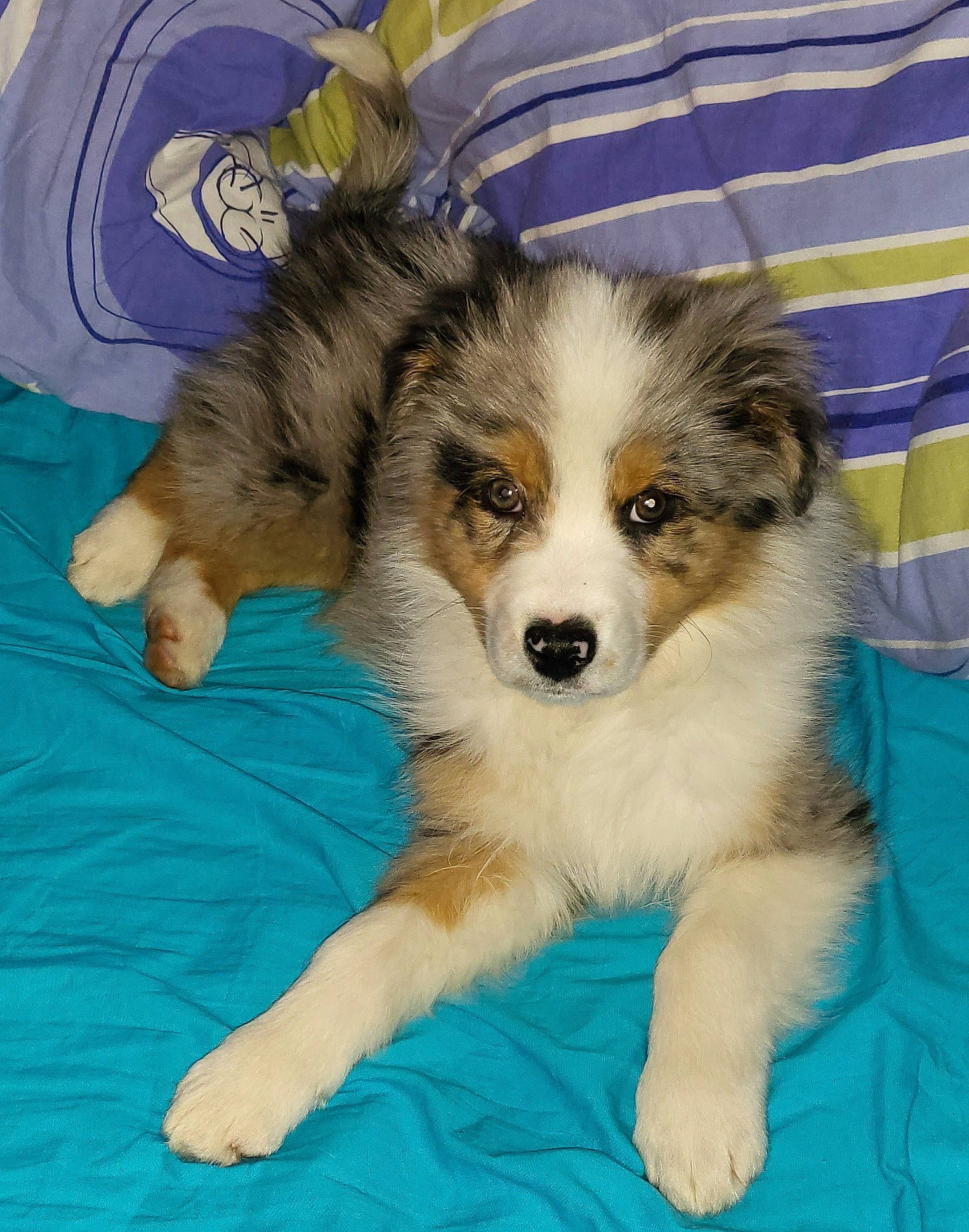 Moonky a rejoint le concours — aidez-le/la à gagner de superbes lots ! bored, canidae, carnivore, chair, companion_dog, dog, dog_breed, fur, herding_dog, puppy, snout, sporting_group, tartan, terrestrial_animal, whiskers, working_dog