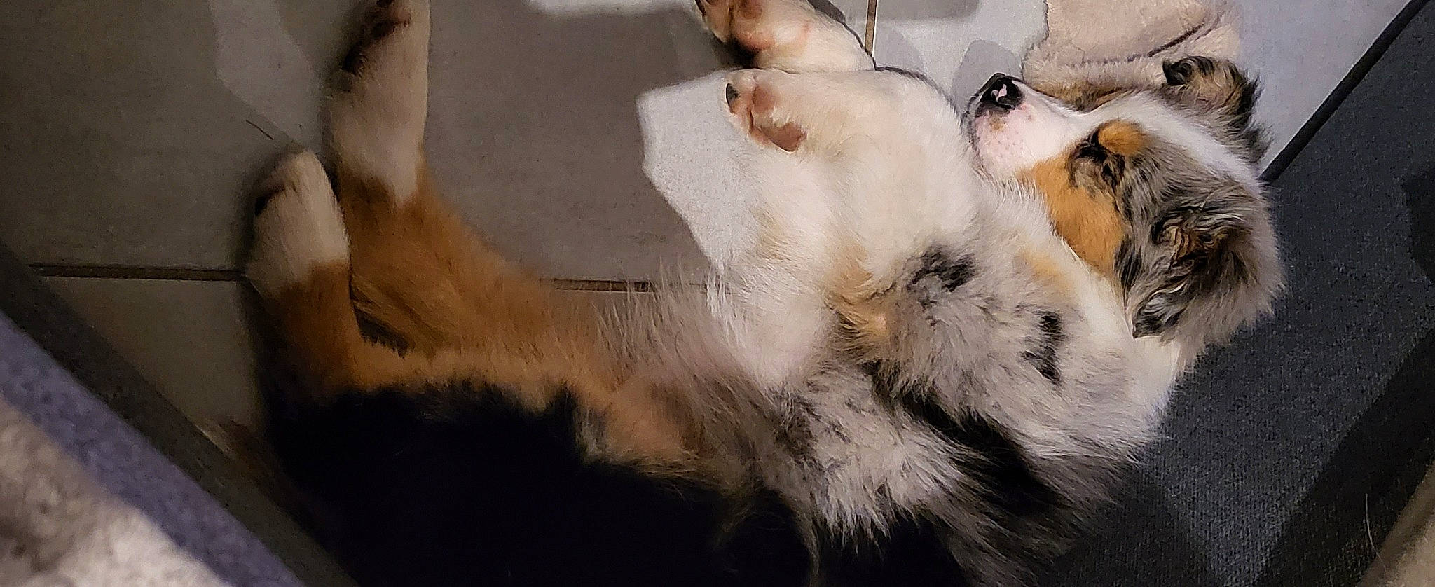 Moonky a rejoint le concours — aidez-le/la à gagner de superbes lots ! big_cats, canidae, carnivore, claw, companion_dog, dog_breed, eyelash, fawn, feather, felidae, fur, nap, paw, small_to_medium_sized_cats, snout, sporting_group, tail, terrestrial_animal, whiskers, wildlife