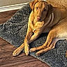 dog, golden_brown, lying_down, gray_rug, wooden_floor, indoor, pet, animal, cozy, relaxed, looking_at_camera, crossed_paws, portrait, fur, ears, snout, eyes, corner, home, flooring