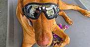 Maverick is registered to the contest to win money with this photo: dog, goggles, pet_bed, reflective, porch, toy, relaxed, brown_dog, canine, outdoor, resting, animal, companion, leisure, reflection, people_reflection, photography, pet, sunglasses, casual