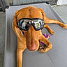 dog, goggles, pet_bed, reflective, porch, toy, relaxed, brown_dog, canine, outdoor, resting, animal, companion, leisure, reflection, people_reflection, photography, pet, sunglasses, casual