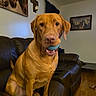 dog, ball, leather_couch, living_room, painting, cross, wooden_floor, pet, indoor, brown_dog, toy, canine, furniture, wall_art, portrait, animal, looking_at_camera, ears, sitting, household