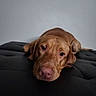 Maverick joined the competition — help win amazing prizes! dog, brown_dog, pet, canine, lying_down, couch, indoor, close_up, looking_at_camera, sad_eyes, snout, ears, fur, animal, domestic_animal, companion, resting, black_cushion, quiet, calm