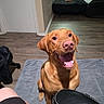 Maverick joined the competition — help win amazing prizes! dog, happy, indoor, pet, floor, mat, brown_dog, canine, animal, excited, mouth_open, toy, bed, furniture, wood_floor, domestic, companion, sitting, looking_up, playful