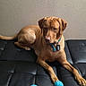 dog, brown_dog, pet, collar, blue_collar, blue_balls, black_leather, leather_surface, indoor, resting, animal, canine, toy, floor, quiet, calm, side_view, paw, muzzle, ears