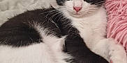Couskine participe au concours pour gagner de l'argent avec cette photo : animal, bed, black_and_white, cat, cozy, curious, cute, domestic, feline, fur, indoor, looking, pet, pillow, relaxed, resting, soft, whiskers, window, young
