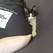 Couskine a rejoint le concours — aidez-le/la à gagner de superbes lots ! animal, black_and_white_cat, casual, cat, couch, cute, ears, feline, fur, home, indoor, kitten, lying_down, person, pet, pillow, relaxed, resting, tongue_out, whiskers