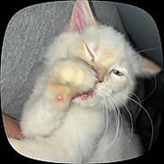 Melai joined the competition — help win amazing prizes! animal, blur, candid, cat, close_up, cute, face, feline, fluffy, fur, grooming, indoor, paw, pet, pink_nose, rounded_corners, sleepy, soft, whiskers, white_cat