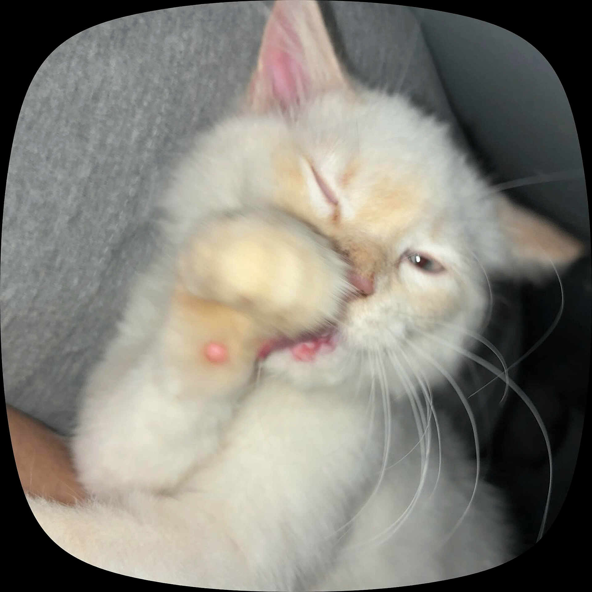 Melai joined the competition — help win amazing prizes! animal, blur, candid, cat, close_up, cute, face, feline, fluffy, fur, grooming, indoor, paw, pet, pink_nose, rounded_corners, sleepy, soft, whiskers, white_cat