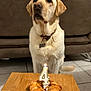 dog, labrador, birthday_candle, pastry, table, indoor, pet, animal, brown_couch, tile_floor, collar, dog_tag, celebration, number_4, food, cute, waiting, pet_birthday, canine, domestic_animal