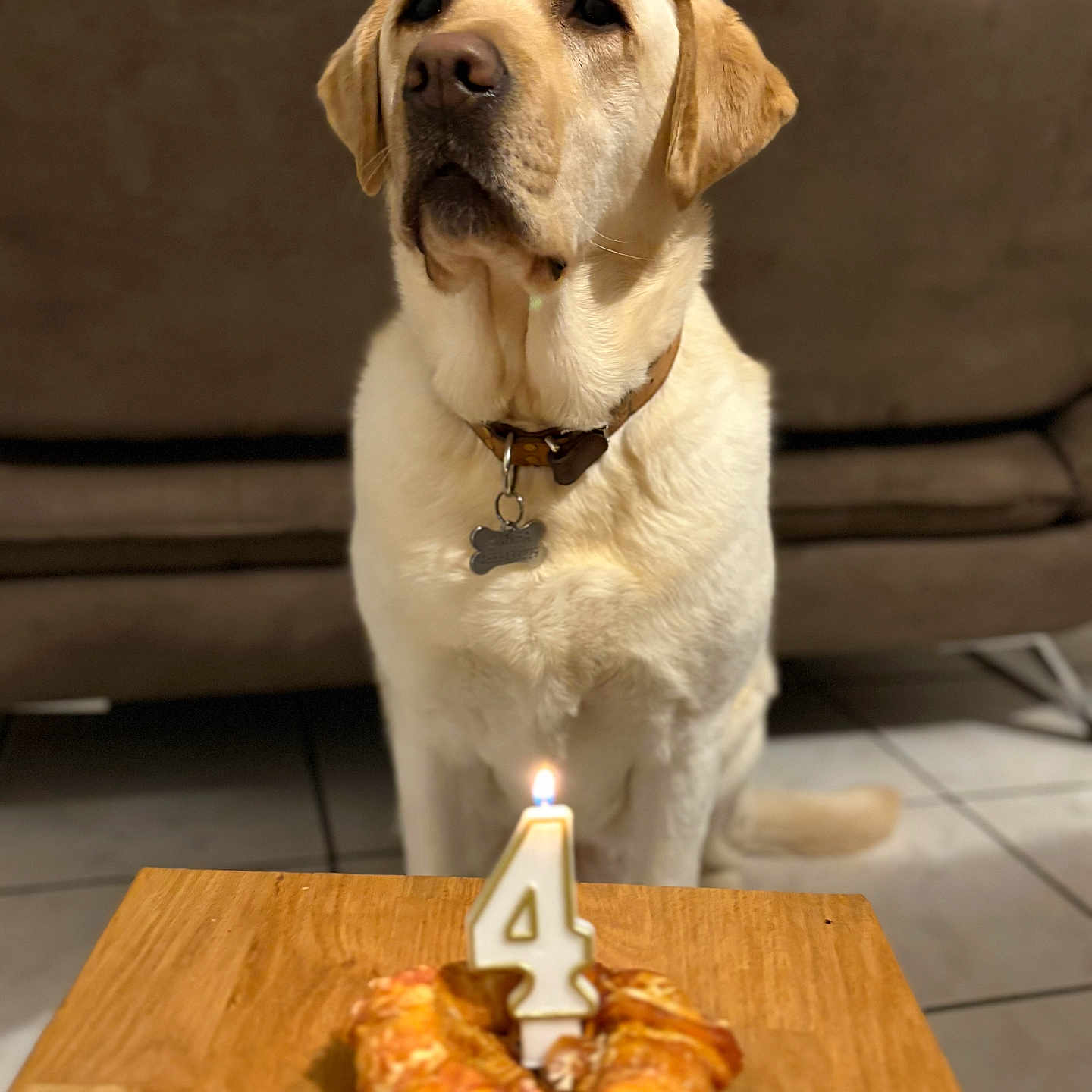 Samba a rejoint le concours — aidez-le/la à gagner de superbes lots ! animal, birthday_candle, brown_couch, canine, celebration, collar, cute, dog, dog_tag, domestic_animal, food, indoor, labrador, number_4, pastry, pet, pet_birthday, table, tile_floor, waiting