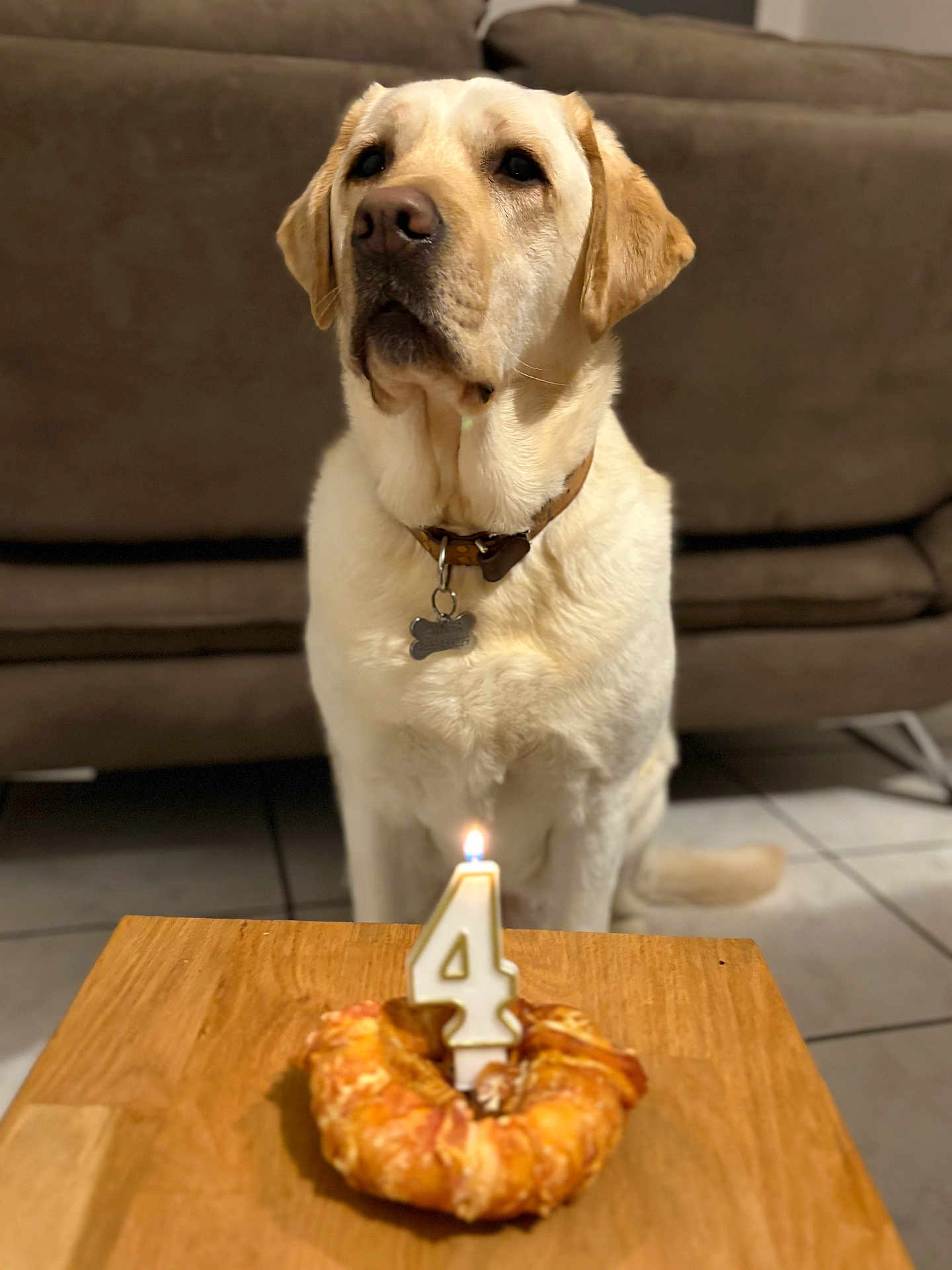 Samba a rejoint le concours — aidez-le/la à gagner de superbes lots ! dog, labrador, birthday_candle, pastry, table, indoor, pet, animal, brown_couch, tile_floor, collar, dog_tag, celebration, number_4, food, cute, waiting, pet_birthday, canine, domestic_animal