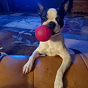Stanley is registered to the contest to win money with this photo: dog, boston_terrier, ball, playing, pet, indoor, couch, leather, living_room, carpet, animal, cute, ears, face, mouth, paw, toy, fur, home, fun