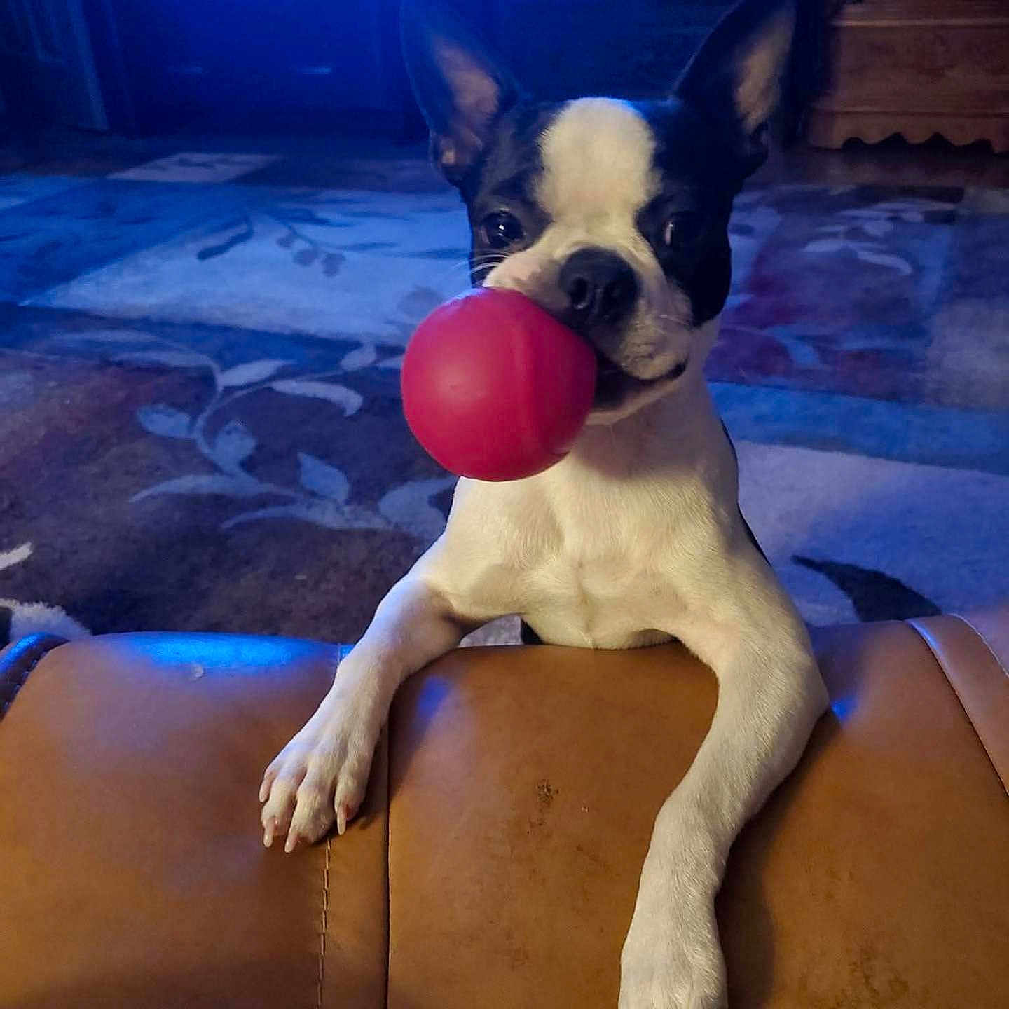 Stanley is registered to the contest to win money with this photo: dog, boston_terrier, ball, playing, pet, indoor, couch, leather, living_room, carpet, animal, cute, ears, face, mouth, paw, toy, fur, home, fun