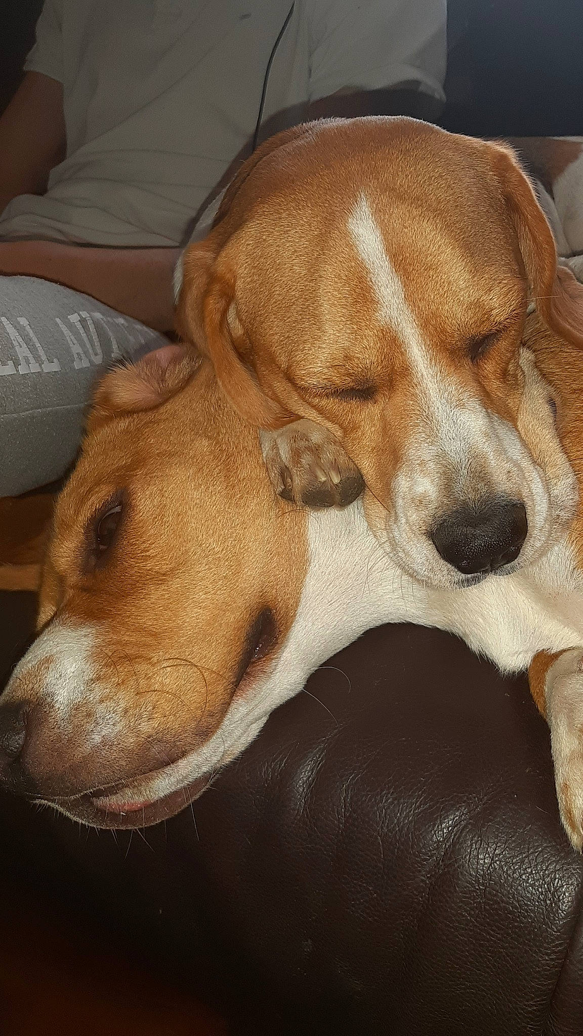 Pirate participe au concours pour gagner de l'argent avec cette photo : american_foxhound, basset_artesien_normand, beagador, beagle, canidae, carnivore, companion_dog, dog, dog_breed, drever, english_coonhound, estonian_hound, harrier, mammal, nose, posavac_hound, rare_breed_dog, schweizer_laufhund, snout, vertebrate