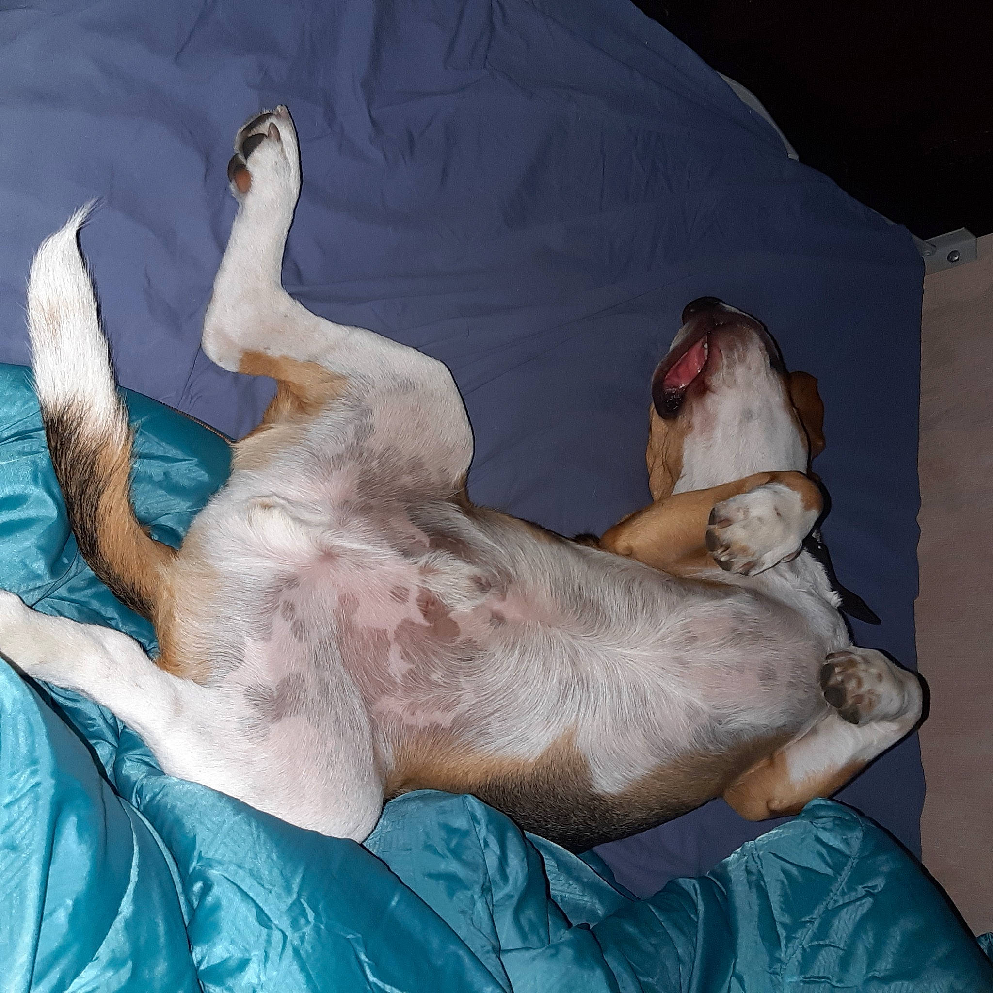 Pirate a rejoint le concours — aidez-le/la à gagner de superbes lots ! canidae, carnivore, childbirth, dog, dog_breed, fawn, puppy, sporting_group