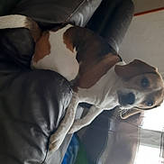 Poopy participe au concours pour gagner de l'argent avec cette photo : american_pit_bull_terrier, american_staffordshire_terrier, boston_terrier, canidae, carnivore, dog, dog_breed, fawn, non_sporting_group, puppy, sporting_group