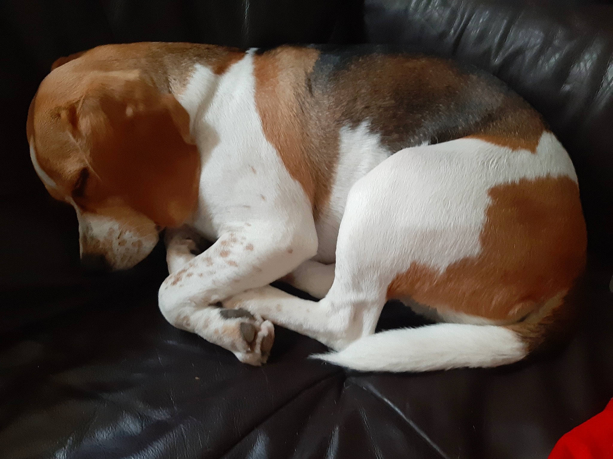 Poopy a rejoint le concours — aidez-le/la à gagner de superbes lots ! american_foxhound, artois_hound, basset_artesien_normand, basset_hound, beagle, bracco_italiano, canidae, carnivore, companion_dog, dog, dog_breed, estonian_hound, finnish_hound, harrier, mammal, nap, pocket_beagle, schweizer_laufhund, sporting_group, vertebrate