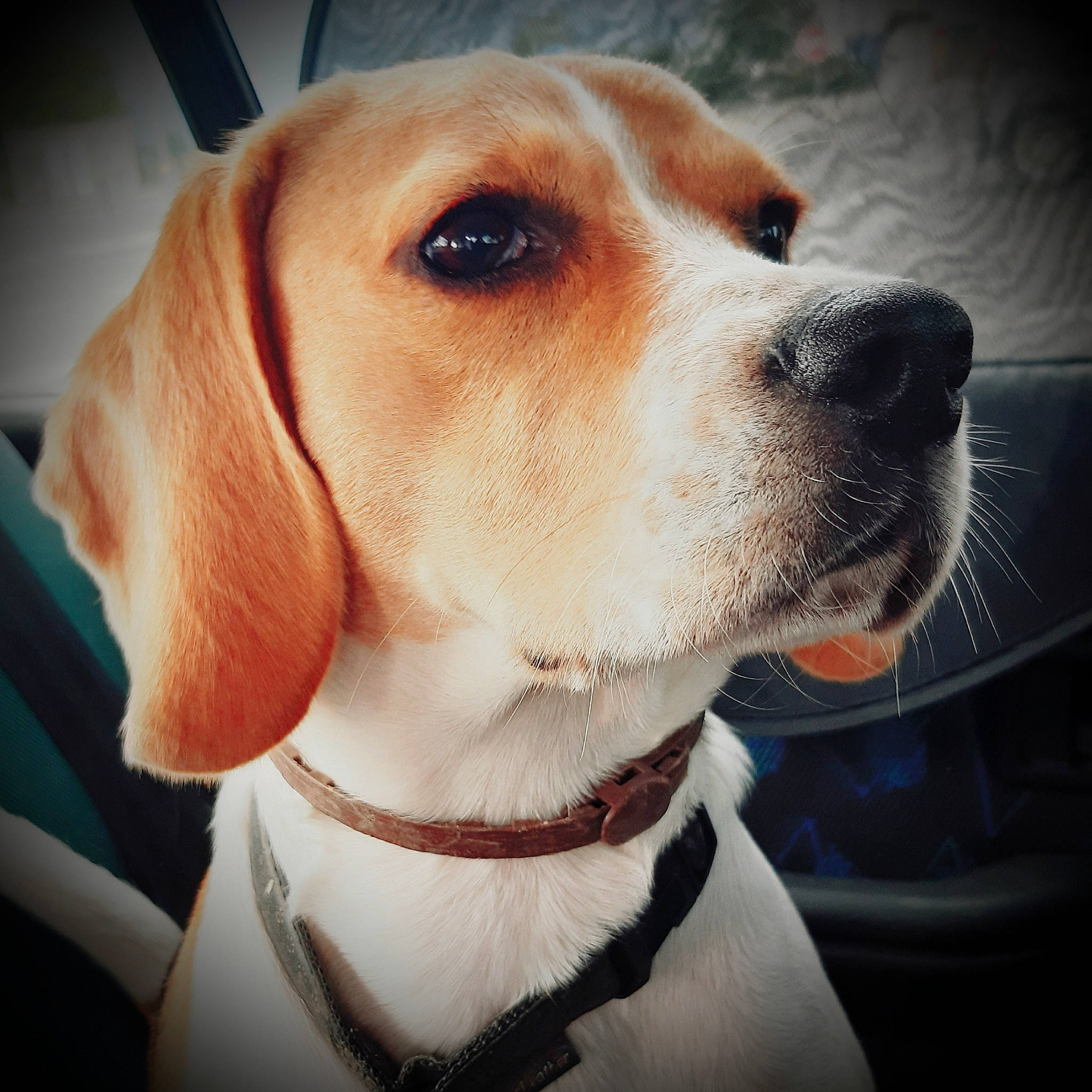 Poopy participe au concours pour gagner de l'argent avec cette photo : american_foxhound, beagle, beagle_harrier, braque_saint_germain, canidae, carnivore, companion_dog, dog, dog_breed, drever, english_foxhound, estonian_hound, harrier, mammal, pocket_beagle, rare_breed_dog, snout, sporting_group, treeing_walker_coonhound, vertebrate