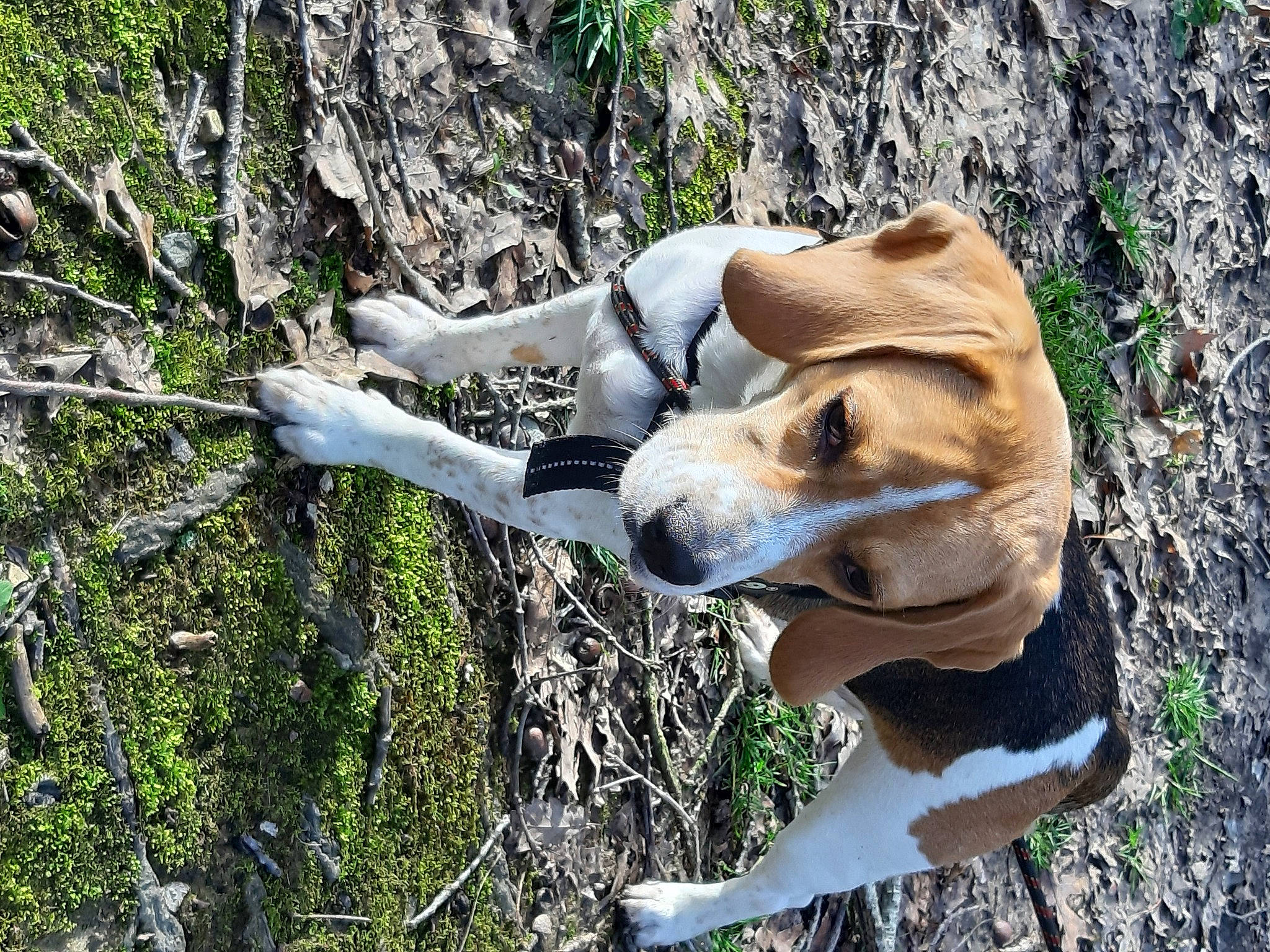 Poopy a rejoint le concours — aidez-le/la à gagner de superbes lots ! beagle, canidae, carnivore, coonhound, dog, dog_breed, fawn, hound, hunting_dog, mountain_cur, tree, treeing_walker_coonhound