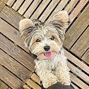 Pongo participe au concours pour gagner de l'argent avec cette photo : animal, canine, companion, cute, daylight, dog, ears, fluffy, friendly, fur, happy, looking_up, outdoor, paws, pet, playful, puppy, small_dog, tongue_out, wooden_deck