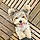 Pongo