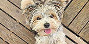 Pongo a rejoint le concours — aidez-le/la à gagner de superbes lots ! adorable, animal, canine, companion, curly_fur, cute, dog, ears, fluffy, friendly, fur, happy, looking_up, outdoor, pet, playful, puppy, small_dog, tongue_out, wooden_deck