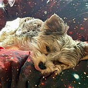 Pongo participe au concours pour gagner de l'argent avec cette photo : dog, sleeping, blanket, galaxy_pattern, fur, cute, pet, resting, cozy, indoor, animal, closeup, tongue_out, relaxed, small_dog, fur_texture, couch, domestic, companion, nap