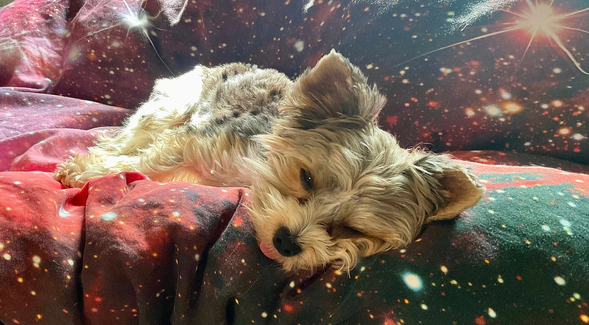 Pongo participe au concours pour gagner de l'argent avec cette photo : dog, sleeping, blanket, galaxy_pattern, fur, cute, pet, resting, cozy, indoor, animal, closeup, tongue_out, relaxed, small_dog, fur_texture, couch, domestic, companion, nap