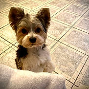 Pongo a rejoint le concours — aidez-le/la à gagner de superbes lots ! animal, blanket, companion, curious, cute, dog, domestic, ears, fluffy, friendly, fur, fur_texture, indoor, looking_up, pet, puppy, small_dog, soft, tile_floor, young