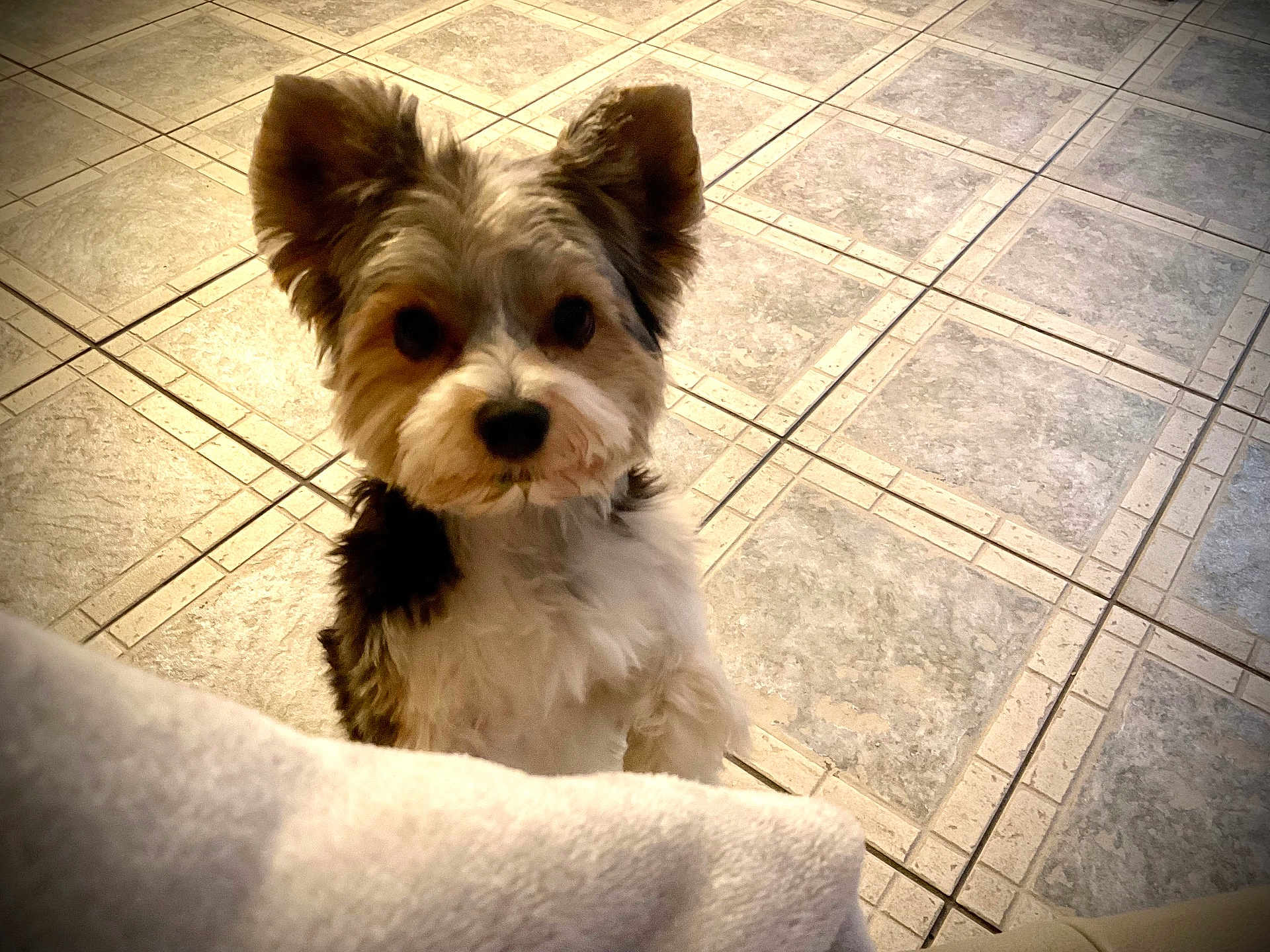 Pongo