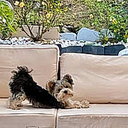 Pongo a rejoint le concours — aidez-le/la à gagner de superbes lots ! animal, backyard, beige, canine, couch, cute, daytime, dog, flowers, fur, garden, home, looking, nature, outdoor, pet, plants, relaxing, small_dog, stretching