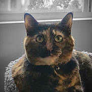 Jupiter joined the competition — help win amazing prizes! cat, tortoiseshell, pet, indoor, window, cozy, fur, animal, relaxed, bed, soft, portrait, looking, ears, whiskers, domestic, feline, curious, closeup, resting