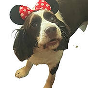 Honey is registered to the contest to win money with this photo: dog, springer_spaniel, pet, headband, bow, polka_dot, ears, fur, brown_and_white, nose, whiskers, paw, close_up, looking_up, portrait, cute, costume, accessory, white_background, indoor