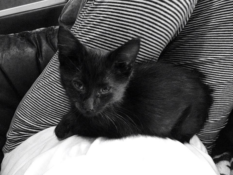 Cheetah is registered to the contest to win money with this photo: black_and_white, black_cat, carnivore, cat, comfort, couch, eye, felidae, furniture, grey, head, human_body, mammal, monochrome_photography, small_to_medium_sized_cats, snout, style, tail, vertebrate, whiskers