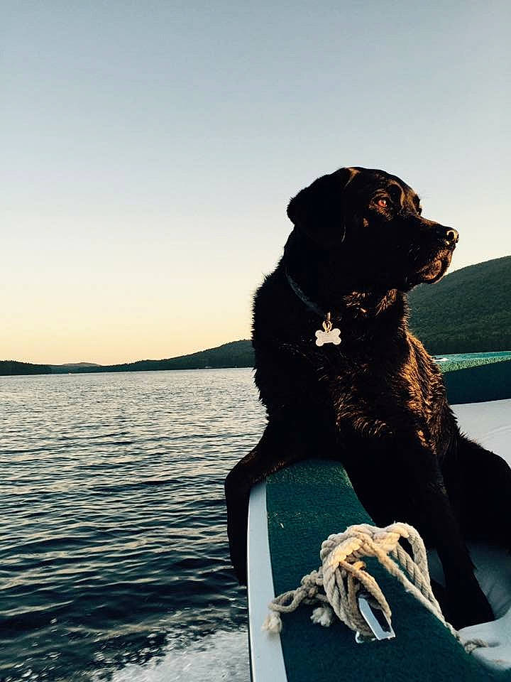 Cady is registered to the contest to win money with this photo: canidae, carnivore, dog, dog_breed, guard_dog, hunting_dog, labrador_retriever, retriever, sea, sporting_group, vehicle, water