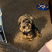Penny Lane is registered to the contest to win money with this photo: animal, basket, black_fur, brown_fur, carpet, cute, dog, fluffy, furniture, home, indoors, looking_at_camera, pet, portrait, puppy, shaggy_fur, sitting, small_dog, sunlight, toy